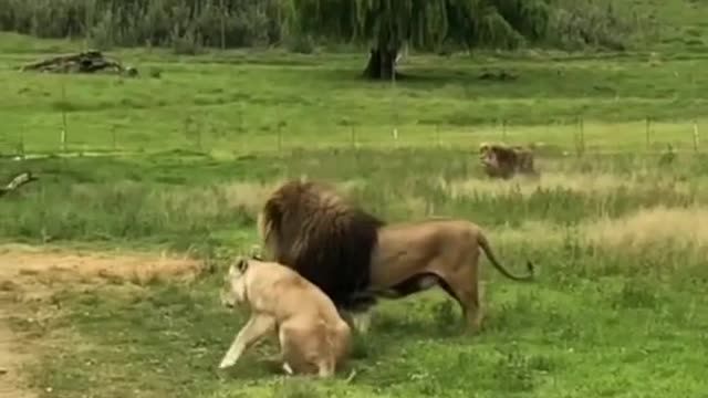 Lion love.