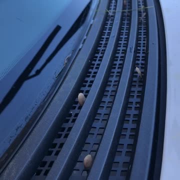 Greetings from your Friendly Maple Seeds!