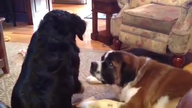 Cute Bernese Mountain Dog and Adorable Saint Bernard play with each other