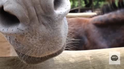 cute donkey close up