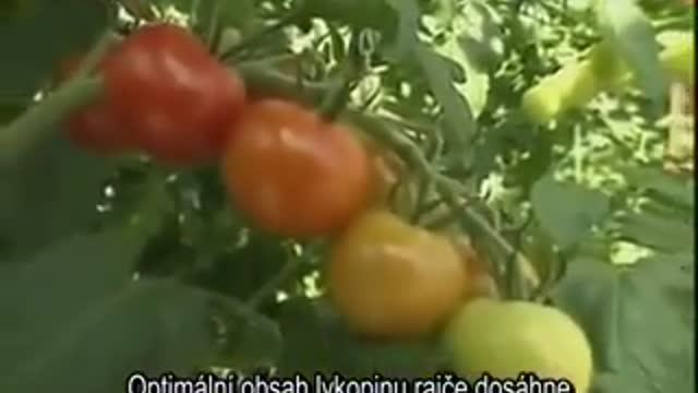 Rajčata z plastu CZ Titulky