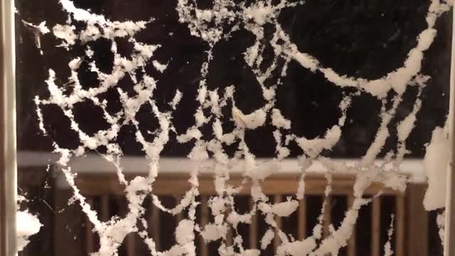 Snowy Spider Web