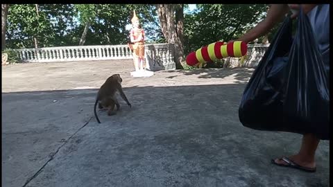 Funny monkey! Worm toy prank!!!