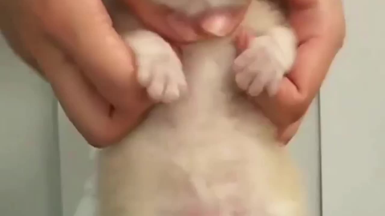 Lovely cats ☺️😍