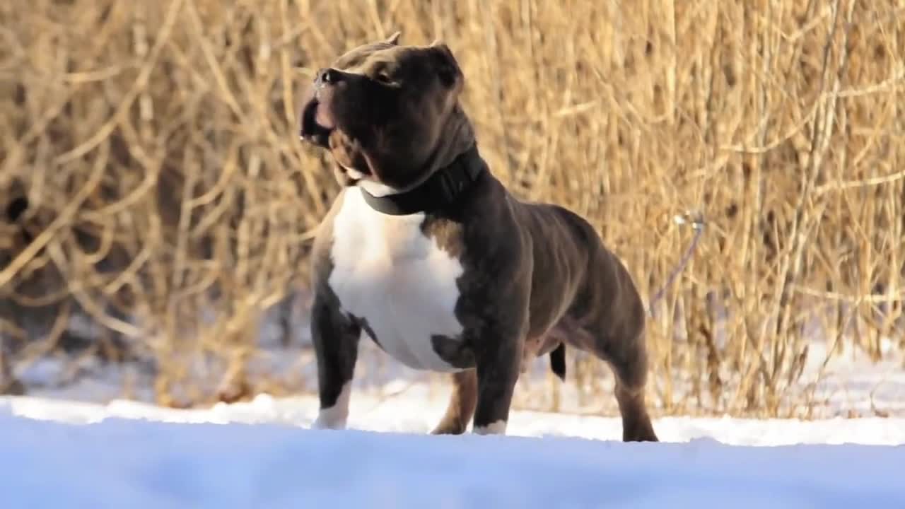 🐶american bully 🐶dog's life 2021