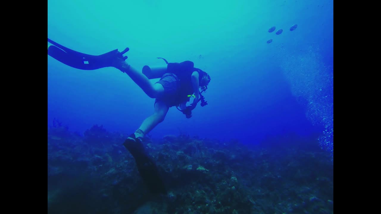 Scuba Diving in Nassau Bahamas!!! 10/10