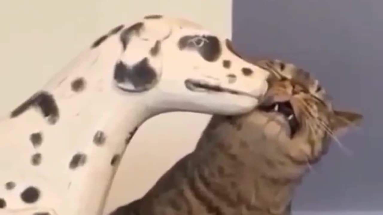 Cat video🐱