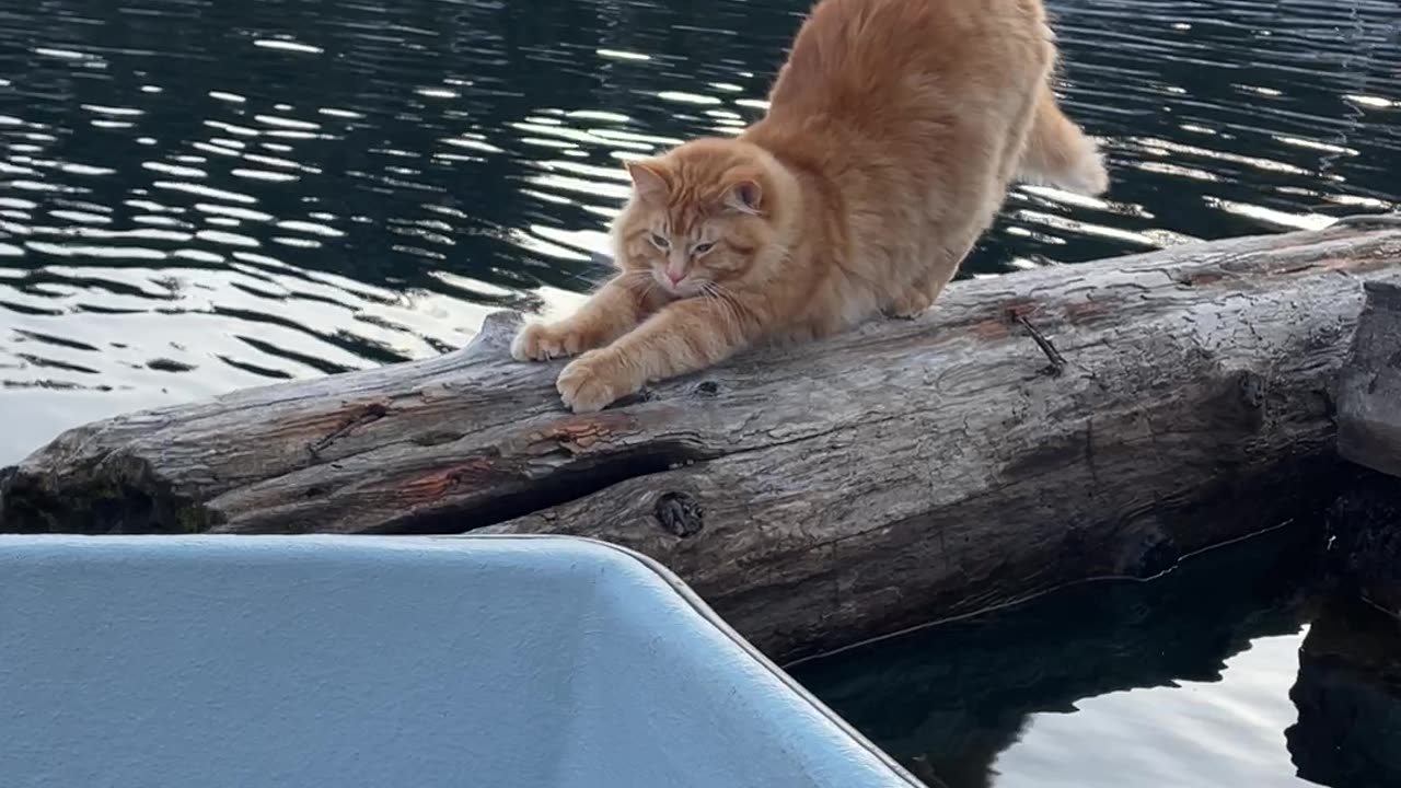 Kittens Waiting to Hop in Rowboat