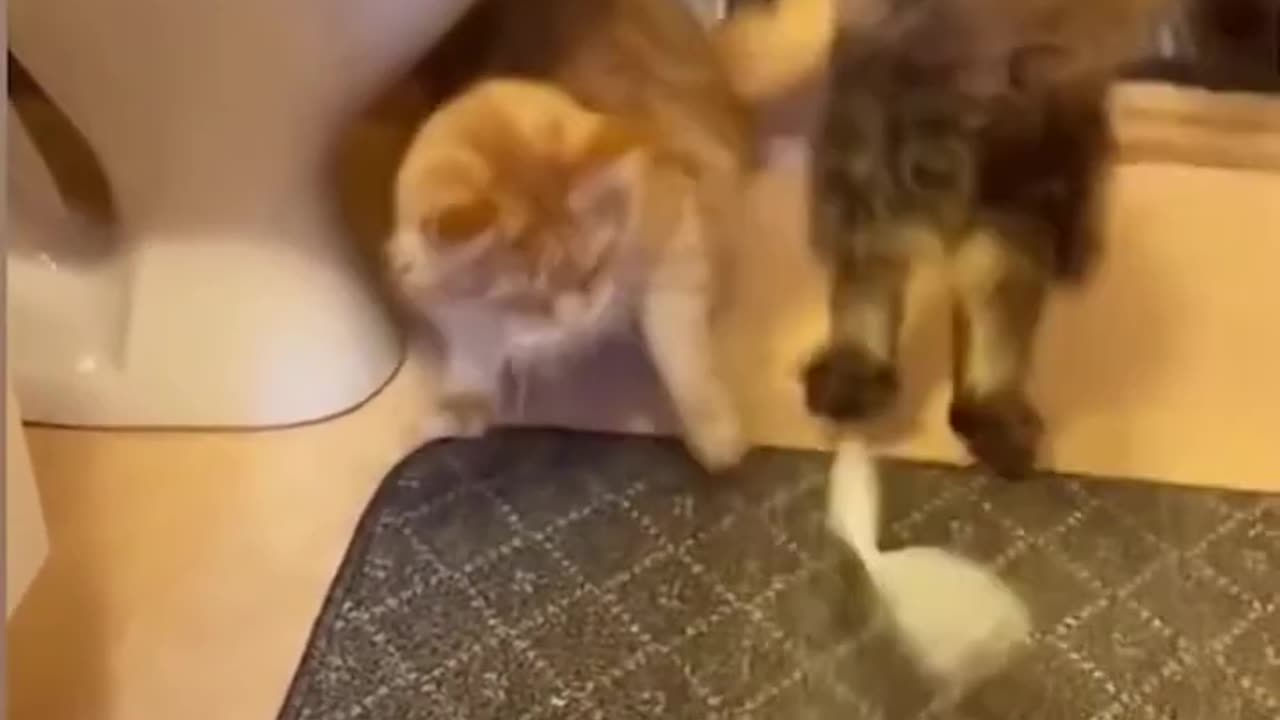 Funny Cats And Dogs Videos 😂 #4 - Best Funniest Animal Videos 2024 😅