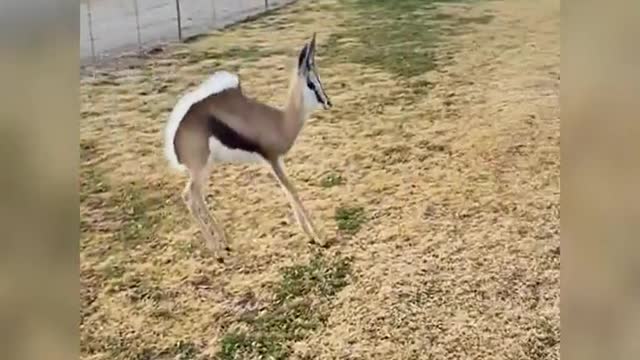 A cheerful antelope