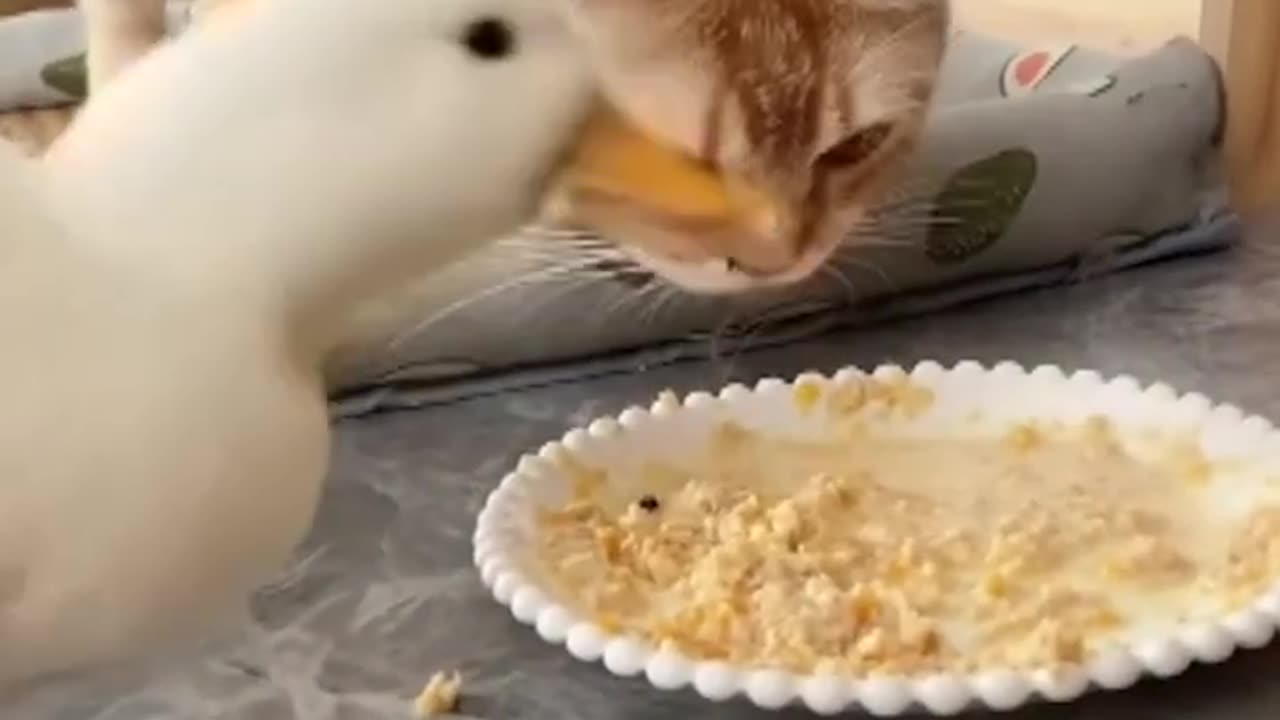 Greedy 'bandit duck ' keeps eating pat cat's food in