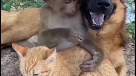 Cat+dog+ monkey love 😹❤