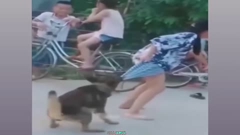 Funny animals - Funny cats / dogs - Funny animal videos #6