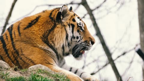 Tiger Alon Tiger