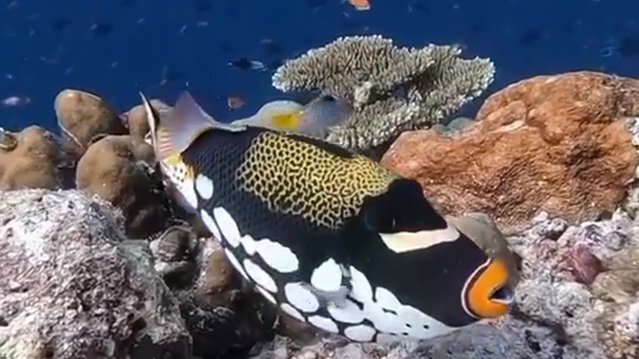 Amazing fish