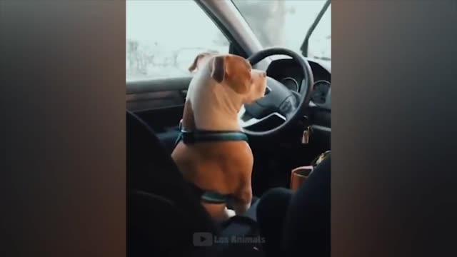 Fun with animals #5