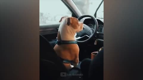 Fun with animals #5