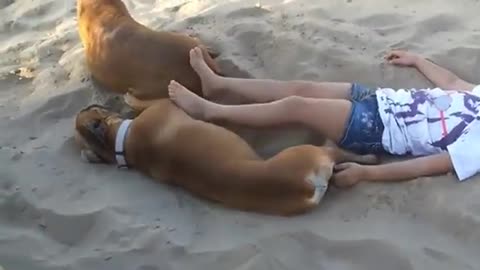 Dogs are our early life lesson's in cause and effect. Little girl disturbs relaxing dog on the beach