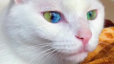 Rainbow like cat eyes