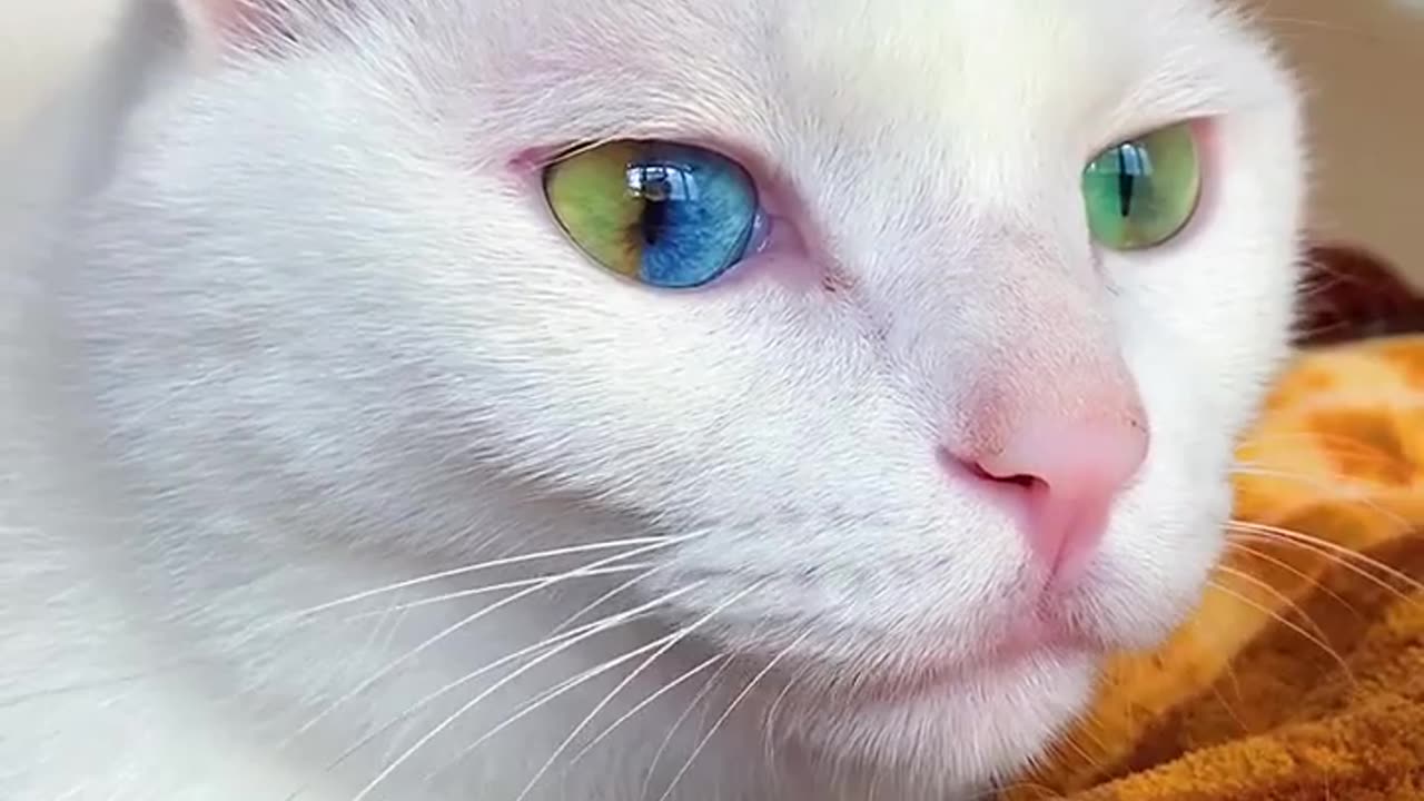 Rainbow like cat eyes