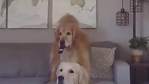 Dog funny video