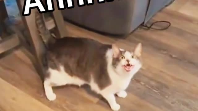 Cat It’s terrible 😫😫#cat #catsoftiktok #funny #funnycat