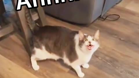 Cat It’s terrible 😫😫#cat #catsoftiktok #funny #funnycat