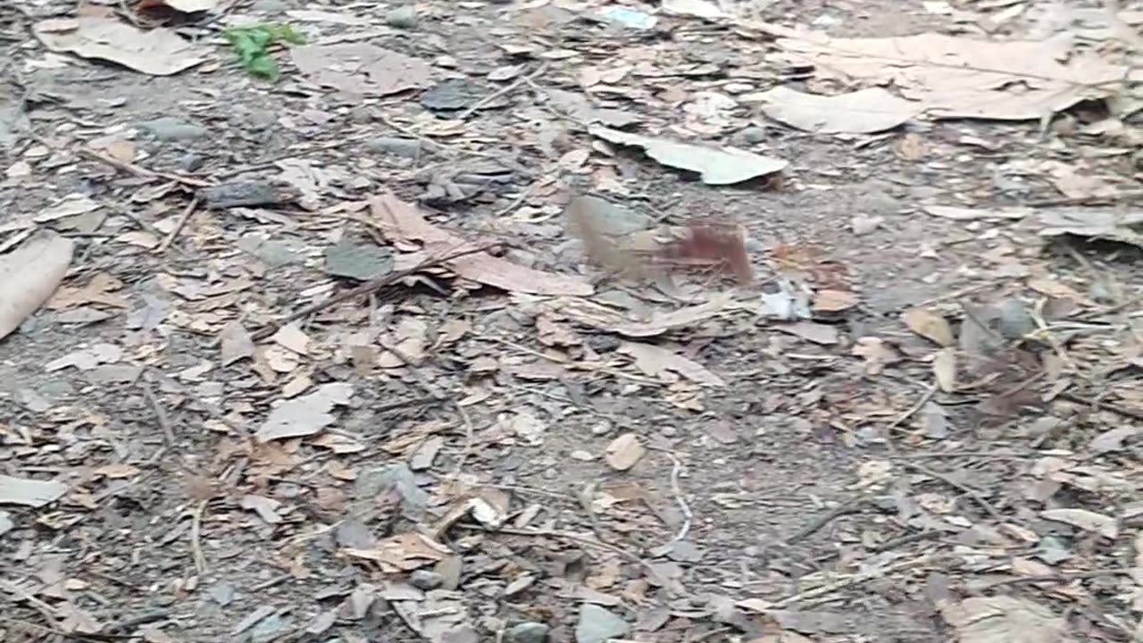 Monkey getting their cherry tomato