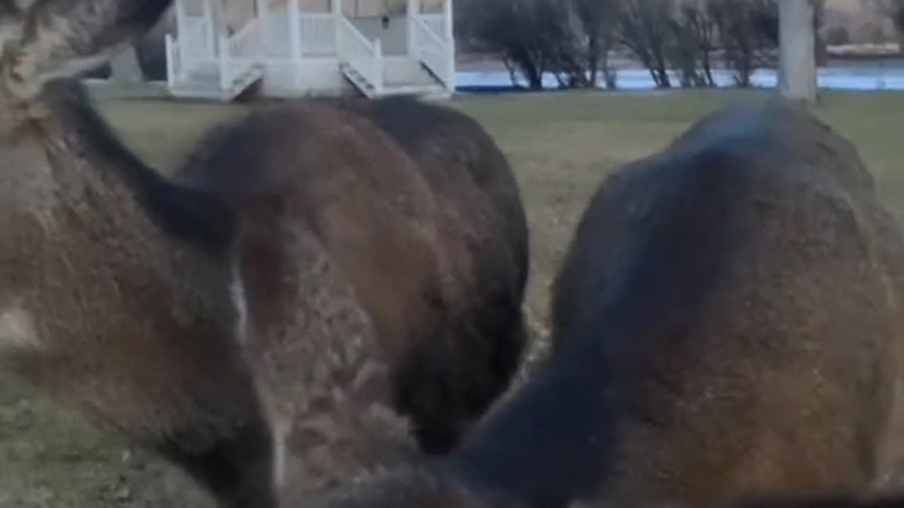 News Break: Feeding Deer a Banana