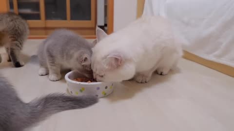 Time to eat - Daddy cat vs kitten - 2024