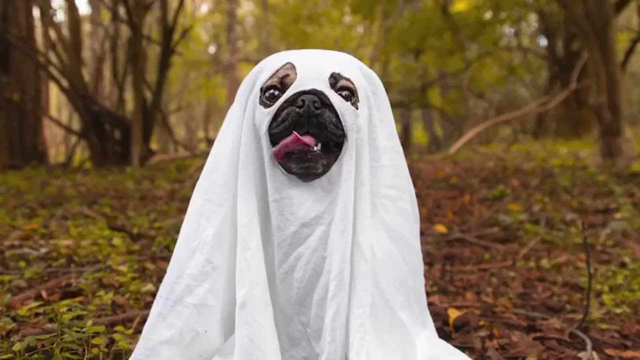 Doug The Pug Takes on the Ghost Photoshoot Trend! 👻📸