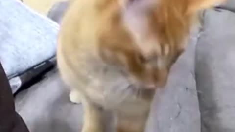 It only sees the owner