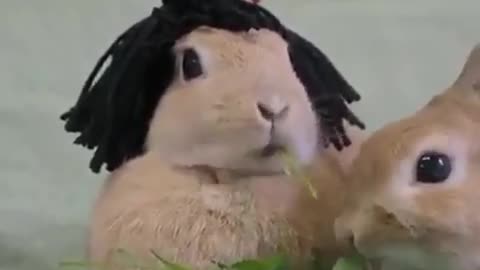 A rabbit in a wig