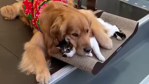 Kitten your dog's head is too heavy#tiktok #SummerWorkout #dog #dogs #pet #fyp #cat #pets