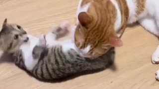 slapstick kitten