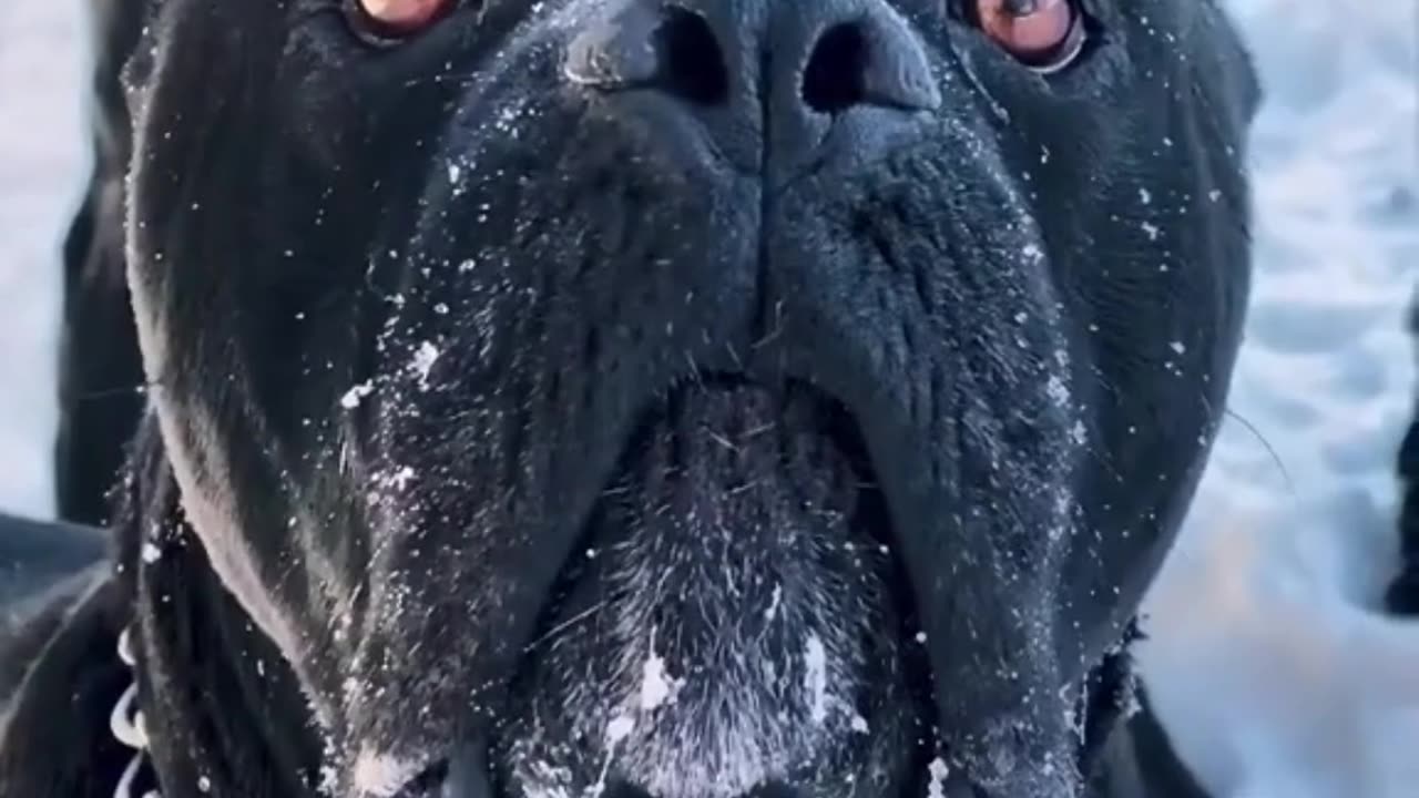 Enchanting Winter Playtime: Two Black Dogs Frolic in the Snow