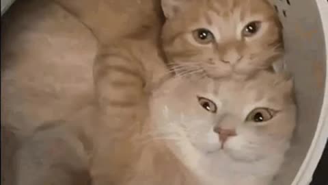 Cute Cat Gif