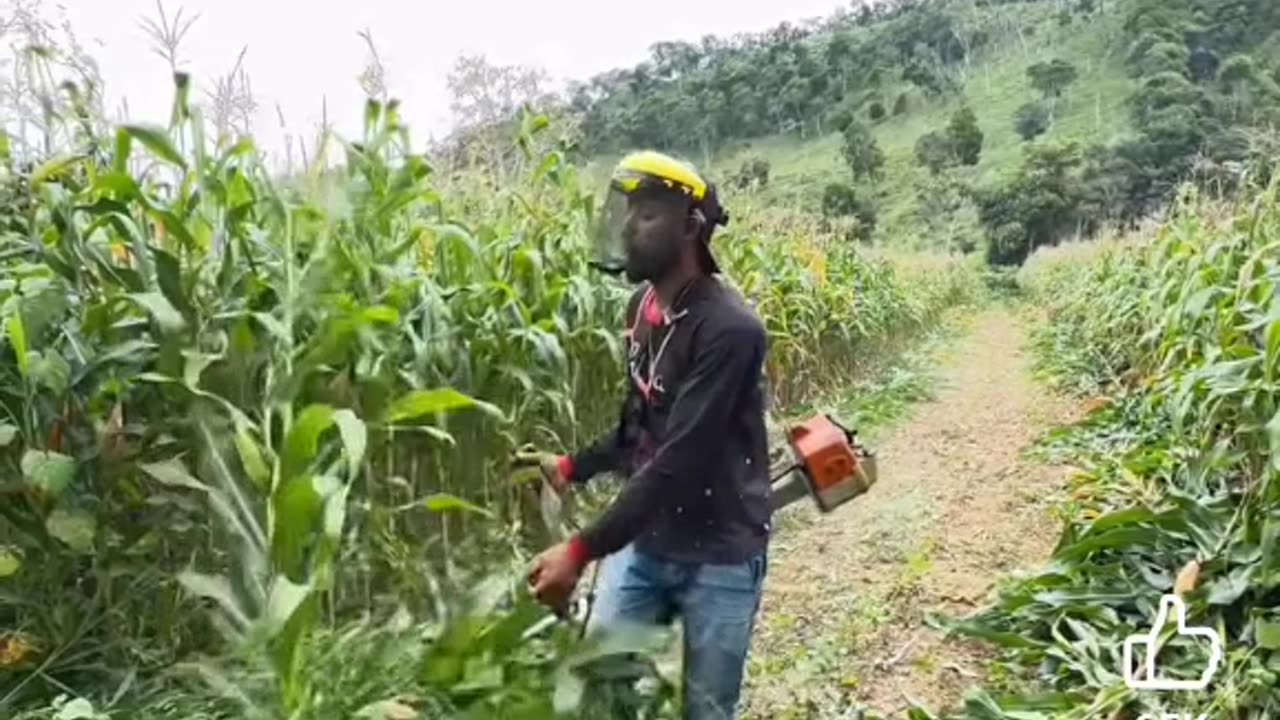 Grass cutter turned into a harvesting machine