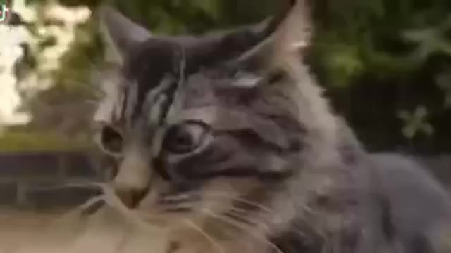 The master of looks..lol funny