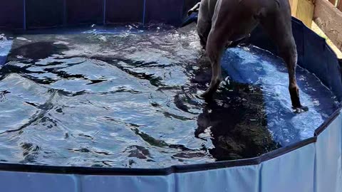 Luna in pool 2