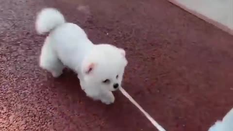 Cute and Funny Pomeranian Videos 204 #Shorts