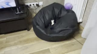 Yorkie Leaps Into Beanbag After Toy