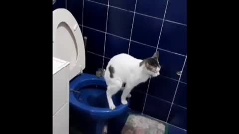 Cat using tailet training funny videos don't miss