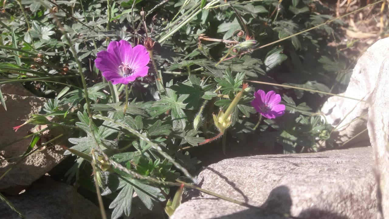 Garden Geranium in November