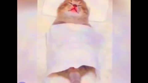 cat massage videos cat relaxing moments cute cat enjoying