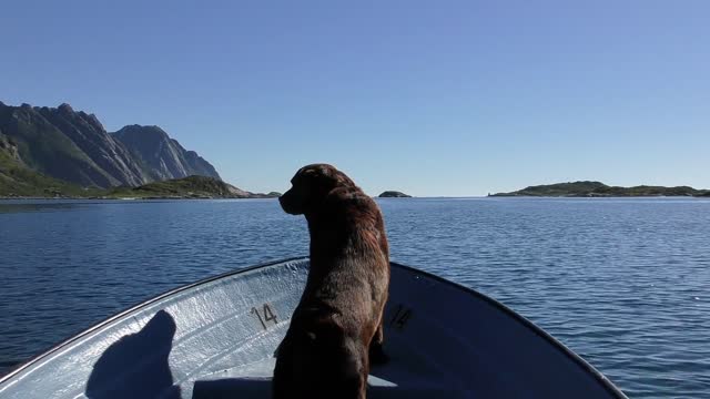 The black retriever takes the first seat of the boat