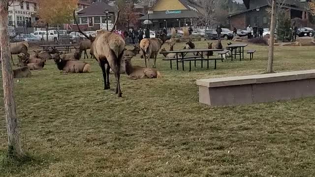 Person Walking Between Two Bull Elk Gets Charged