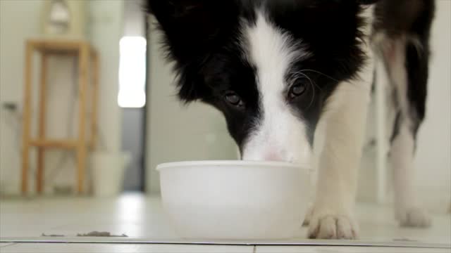 Nice dog drinking water