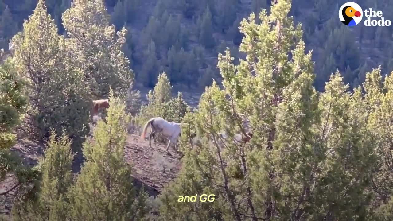 Woman Spends Over A Year Trying To Find Wild Horse And All Of His Mares And Babies | The Dodo