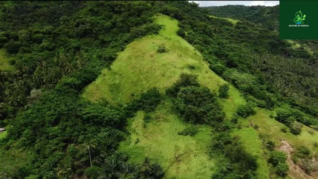 Lion With Nature